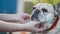 Person petting a French bulldog close up outdoors