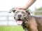 A person petting a happy Pit Bull Terrier mixed breed dog