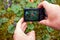 A person photographs cloudberries with a compact camera from a very close distance.