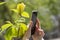 A person photographs yellow magnolia flower with a smartphone.