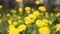 Person picking a bouquet of yellow dandelions