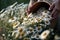 Person picking chamomile flowers form crop field with whicker basket.