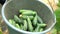 Person picking cucumbers up at farm greenhouse.