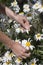 Person picking daisy flowers