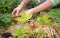 Person picking strawberries, home grown fruit and vegetable garden.