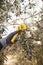 A person picks black olives from the olive branch with a yellow rake