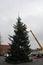 Person placing christmas tree at Taarnby city hall yard in Kastrup