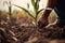 a person planting a corn plant in a field