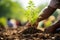 a person planting a plant in the dirt