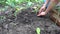 Person planting seedlings of cabbage