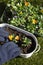 Person planting viola bedding plants in a metal container.