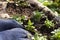 Person planting viola bedding plants in a stone container.