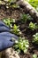 Person planting viola bedding plants in a stone container.