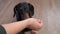 Person plays with funny dachshund dog hiding dried food in hand, front view. Nimble pet hunts for hand of owner and