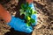 Person prepares strawberries seedling for planting. cultivation of plants in summer cottage. Hands close-up plant plant in the