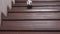 Person pushes smaller replica of soccer ball down the stairs, and toy jumps down wooden steps, close up, camera moves