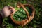 Person putting bear garlic to the wooden basket in spring