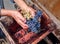 Person putting grapes in manual grape crusher