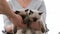 Person with ragdoll cat kittens