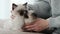 Person with ragdoll cat kittens