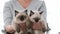 Person with ragdoll cat kittens