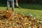 Person raking fallen leaves in the garden.Girl holding a rake and cleaning lawn from leaves during autumn season.Girl standing