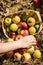 Person Reaching for an Apple Lying Next to a Basket