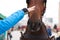 Person reaching out to stroke a horse on the nose