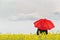 Person with Red Umbrella Standing in Oilseed Rapeseed Agricultura