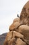 Person relaxing on her phone sitting on top of a pile of boulders in Joshua Tree National Park, California.