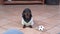 Person removes foot from the view and sees in front of him cute active dachshund puppy with soccer ball, which barks