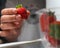 A person removes a strawberry from inside a package in a refrigerator