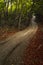 a person riding a dirt bike on a trail in the forest