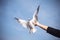 A person rising hand to feeding a beautiful feather seagull with blue sky background