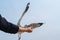 A person rising hand to feeding a beautiful feather seagull with blue sky background