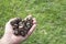 Person`s hand full of cypress cones. horizontal image. Cupressus sempervirens. Cupressaceae. Pinopsida. abundance. copy space