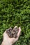 Person`s hand full of cypress cones. vertical image. Cupressus sempervirens. Cupressaceae. Pinopsida. abundance. copy space