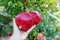 Person`s hand holding big red ripe pomegranate fruit hanging on a tree in garden