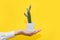 A person`s hand holds a small decorative cactus in a white pot on a yellow background