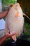 A person\\\'s hand shows a red tilapia caught from a pond