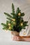 Person\\\'s hands holding pot with Christmas fire branches. Minimal fashion festive New Year celebration concept