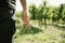 A person with scissors collecting grapes at grape harvest