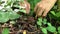 A person searching mushrooms in the forest, mushroom picker cutting brown mushroom with a knife and putting it into a