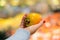 Person selecting a fresh kaki fruit