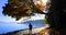 Person Silhouetted Running or Walking on Path Next to Sea and Autumn Tree Sunlight