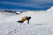 Person snowboarding down the San Pellegrino ski resort in the Dolomites