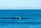 Person stand-up paddleboarding in clear water with the horizon in the background.