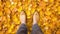 a person standing in front of a carpet of yellow leaves