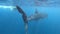 Person swimming and photographing a whale shark in Ningaloo Reef Western Australia