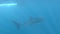 Person swimming and photographing a whale shark in Ningaloo Reef Western Australia